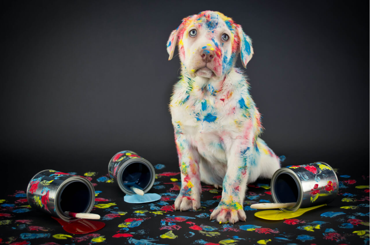dog covered in paint