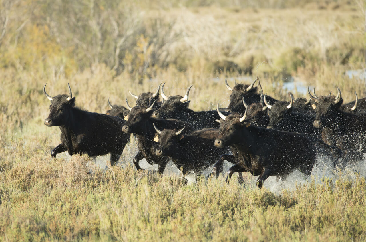bulls running through river