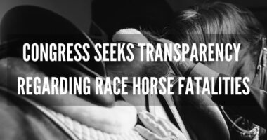 rider prepares to mount horse as congress asks hisa to publicize necropsy results